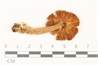 館號:F0036845藏品圖，第3張