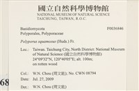 寬鱗多孔菌藏品圖，第2張