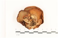 寬鱗多孔菌藏品圖，第3張
