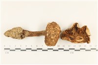 登錄號:F0036848藏品圖，第1張