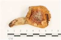 登錄號:F0036849藏品圖，第1張
