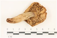 登錄號:F0036849藏品圖，第3張