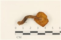 登錄號:F0036853藏品圖，第3張