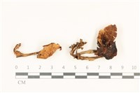 登錄號:F0036854藏品圖，第1張