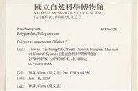 寬鱗多孔菌藏品圖，第2張