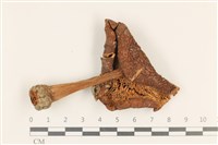登錄號:F0036858藏品圖，第3張