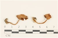 登錄號:F0036860藏品圖，第1張