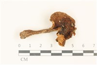 登錄號:F0036861藏品圖，第1張