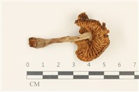 登錄號:F0036861藏品圖，第3張