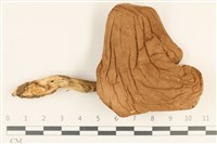 登錄號:F0036862藏品圖，第1張