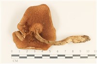 登錄號:F0036862藏品圖，第3張