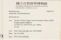 小皮傘屬藏品圖，第2張