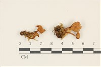 登錄號:F0036880藏品圖，第1張