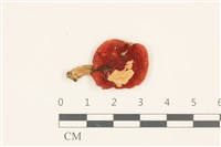 登錄號:F0036882藏品圖，第1張