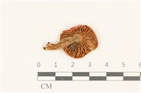 登錄號:F0036882藏品圖，第3張