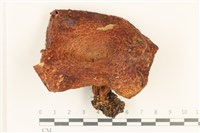 登錄號:F0036883藏品圖，第1張