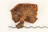 登錄號:F0036883藏品圖，第3張