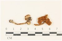 登錄號:F0036886藏品圖，第1張