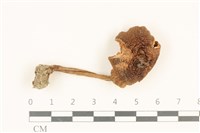 登錄號:F0036889藏品圖，第1張