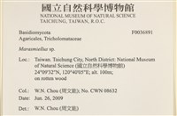 微皮傘屬藏品圖，第2張