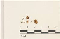 登錄號:F0036892藏品圖，第1張