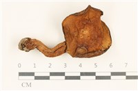 登錄號:F0036896藏品圖，第1張