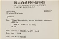 炭角菌屬藏品圖，第2張