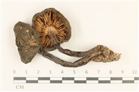 登錄號:F0036899藏品圖，第3張