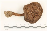 登錄號:F0036900藏品圖，第1張
