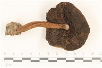 登錄號:F0036900藏品圖，第3張