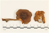 登錄號:F0036901藏品圖，第1張