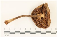 登錄號:F0036903藏品圖，第3張