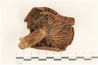 登錄號:F0036911藏品圖，第3張