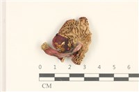 登錄號:F0036916藏品圖，第3張