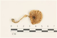 登錄號:F0036918藏品圖，第1張