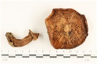 登錄號:F0036919藏品圖，第3張