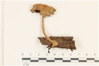 登錄號:F0036921藏品圖，第1張