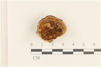 登錄號:F0036923藏品圖，第3張