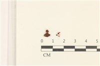 小菇屬藏品圖，第1張