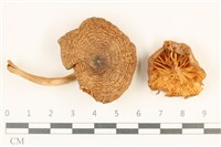 登錄號:F0036927藏品圖，第1張