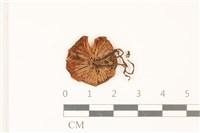 登錄號:F0036929藏品圖，第3張