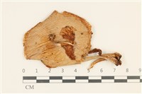 登錄號:F0036930藏品圖，第1張