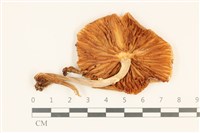 登錄號:F0036930藏品圖，第3張