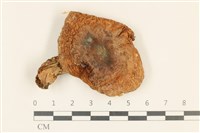 登錄號:F0036934藏品圖，第1張