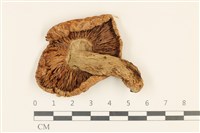 登錄號:F0036934藏品圖，第3張