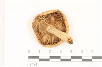 登錄號:F0036935藏品圖，第3張