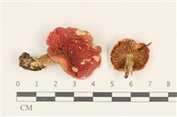 登錄號:F0036936藏品圖，第1張
