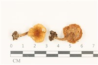 登錄號:F0036937藏品圖，第1張
