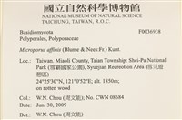 相鄰小孔菌藏品圖，第2張