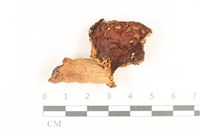 登錄號:F0036941藏品圖，第1張